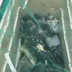 حمام