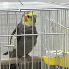 طير كروان للبيع