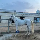 خيل شعبي كفو سليم على الشرط