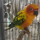 صن كنيور