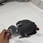 فرخ كاسكو سوبر جانبو مع ملحقاته (تم البيع)