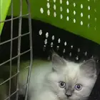 قطط همالايا للبيع