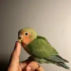 روز اليف
