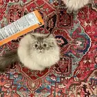 قطط للبيع ذكر وانثى