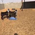 2 تيس طيبات