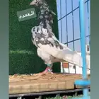 حمام باكستاني