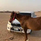 فرس مشروكه