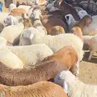 أحجز عيودتك