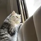 قطه للتبني