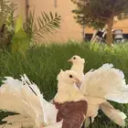 حمام زينه