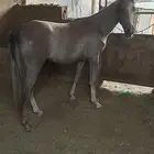 للبيع مهره