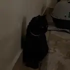 قطة شيرازيه