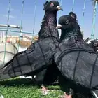حمام قطيفي زوج