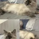 قطه