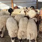 ذبائح نعيمي ذبح وتوصيل
