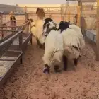 ذبايح حري و نعيمي هرافي وسط كبير