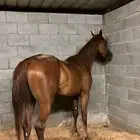 حصان