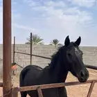 فرس شعبيه لقاح