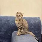 قط  سكوتش
