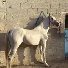 حصان واهو للبيع