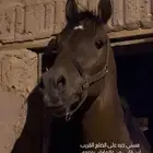 حصان شعبي