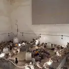 فروخ دجاج للبيع