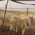 رخال حري 46 راس جاهزات لمقنى