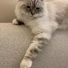 قط ذكر معقم