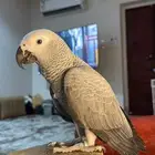 فرخ كاسكو سوبرر جامبو