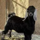تيس عارضي(تم البيع خارج الموقع)