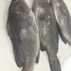 سمك طازج يومي