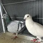 زوج حمام زاجل