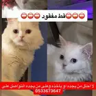 قط مفقود
