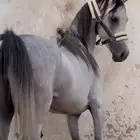 حصان للبيع