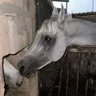 حصان شعبي