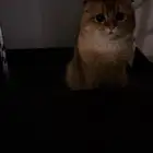قط ذكر سكوتش فولد طالب تزاوج