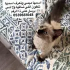 قطه ضايعه اليوم الصباح اللي شافها ولا يعرفها يدلنا