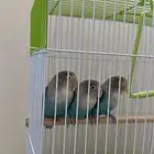 روز الفيشرا