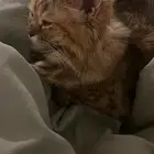 قطط تبني