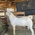 تيوس فحول