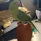 بغبغاء درة للبيع