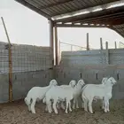 خرفان حريات