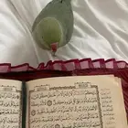 ببغاء دره العمر