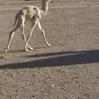 حوار للبيع عمره 5 ايام صحته طيبه جدا
