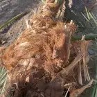 فصائل نخل طالع من العلا إلى تبوك البدع