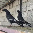 طبات حمام باكستاني رامبوري ( تم البيع )