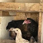 دجاج بفروخها