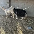 شياة للبيع