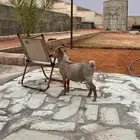 تيس قزم
