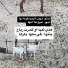 معزا طيبه مقاني وشباب سعر مناسب